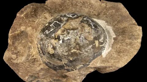 Mysterious fossil revealed to be world's largest reptile egg