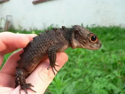 Red Eyed Crocodile Skink Crocodile skink, Red eyed crocodile