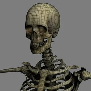 ArtStation - Human Skeleton - Cinema 4D Rigged Game Assets