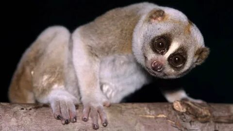 The Slow Loris and Four Other Peculiar Primates Flipboard