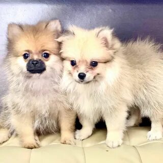 Mini Teacup Pomeranian Puppies For Sale 250 - Inspiration Gu