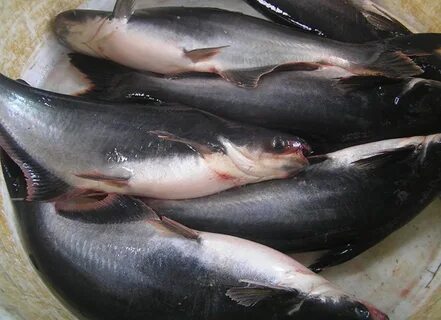 Cara Budidaya Ikan Patin Di Kolam Terpal Bagi Pemula KampusT