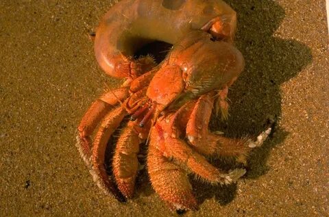 Hermit Crab Without Shell : Photos Show Hermit Crabs Using B