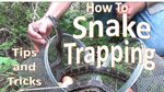 How to Trap Snakes using Minnow Traps (Dos, don'ts, and tips