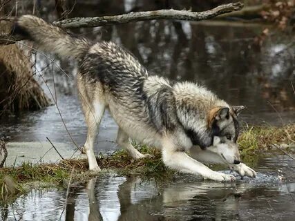 Волки - стражи сибирского леса - Сибирские богатства