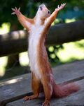 Create meme "animals funny , finally, squirrel funny" - Pict