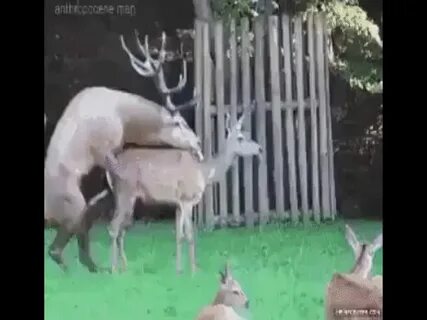 Deer mating gone wrong - GIF on Imgur