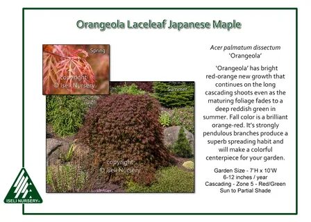 Laceleaf japanese maple mature size