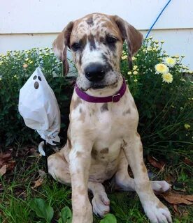 fawn and harlequin great dane breeding Online Shopping