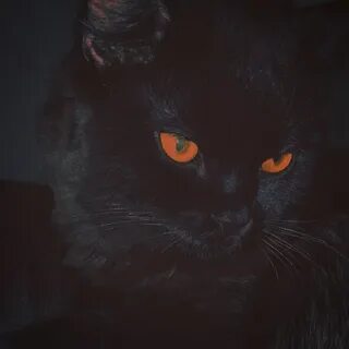 New post on eslamy Cat aesthetic, Black cat aesthetic, Cats