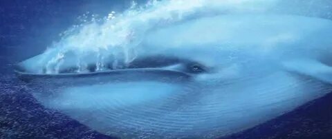 Blue Whale Bitten In Half 2021 How did the whale land on the