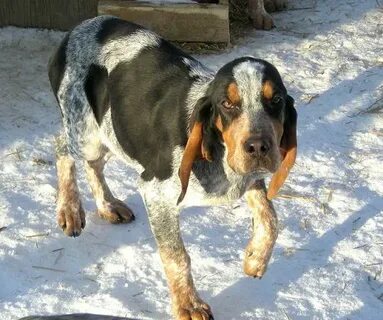 Majestic Tree Hound (Bloodhound-Coonhound Mix) Info and Pict