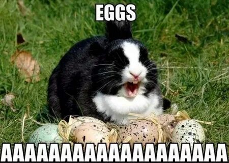 Happy Easter 2017 Funny Bunny Memes Pictures Download Funny 