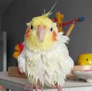 Adorableeeee cockatiel! Pássaros engraçados, Aves de estimaç