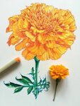 noelbadgespugh: " little more orange " Flower art, Flower dr