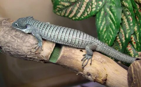 Abronia Graminea Facts and Pictures