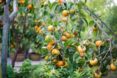 Como Cultivar Frutas Caquis Persimmon fruit, Persimmon, Fuyu