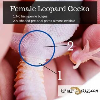 Is Your Leopard Gecko A Boy Or A Girl? How To Find Out! - Re