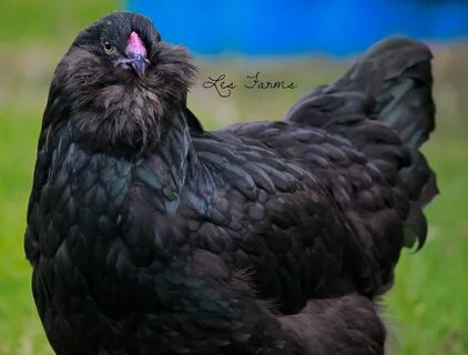 Black Ameraucana pullet BackYard Chickens - Learn How to Rai