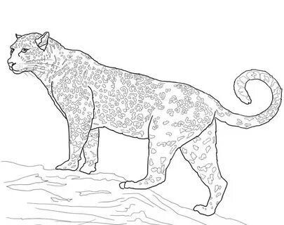 Dibujos de Jaguar para Colorear - Dibujos-Online.Com