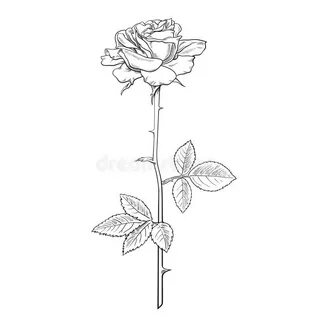 Realistic Rose Stencil Rose Drawing Outline - julkacom