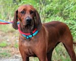 Dog Images: Redbone Coonhound images