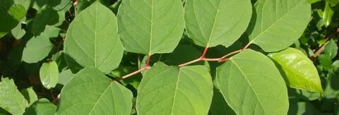 Close up picture of japanese knotweed
