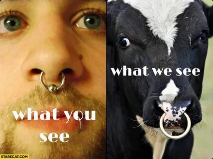 Septum ring what you see what we see cow StareCat.com