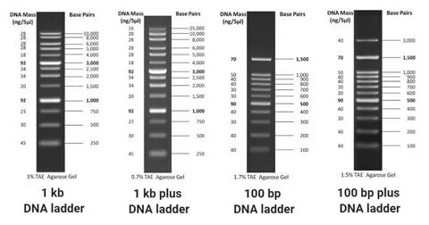 DNA Ladders (1 kb, 1 kb plus, 100 bp, 100 bp plus) and Uses