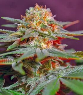 Отзывы о сорте Killer Kush F1 Fast Version fem (Sweet Seeds)