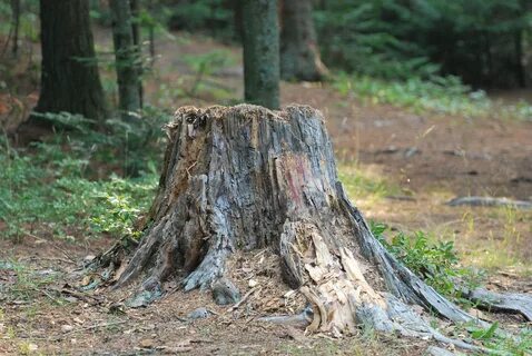 How to Kill A Tree Stump: The World’s Most Comprehensive Lis