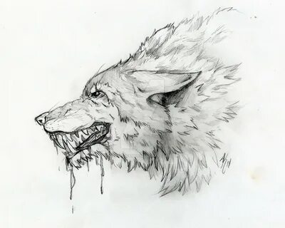 Dire Wolf Drawing at PaintingValley.com Explore collection o