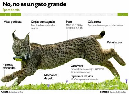 Fauna. 