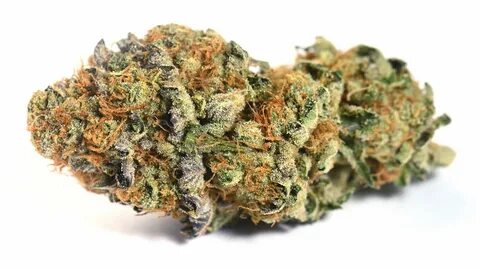 Top 10 Strains Of Weed: Cali It's Primo Strain Guide