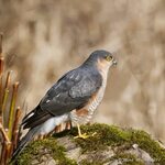 Male Sparrowhawk Talk Photography