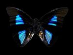 Скачать обои бабочка, насекомые, черный фон, butterfly, inse
