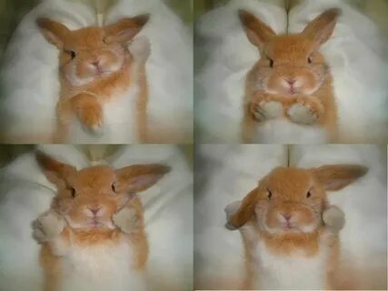 Funny rabbit, Cute baby bunnies, Funny bunnies