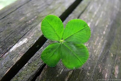 Download Four Leaf Clover HD Wallpapers For Desktop Desktop 