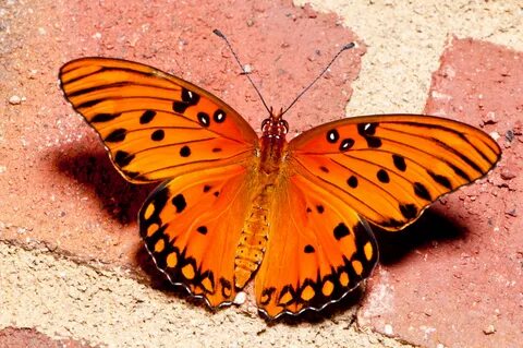 Orange Butterfly Wallpapers - 4k, HD Orange Butterfly Backgr