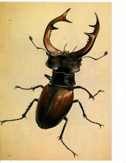 scarabee stag beetle (french: lucane) Insetti