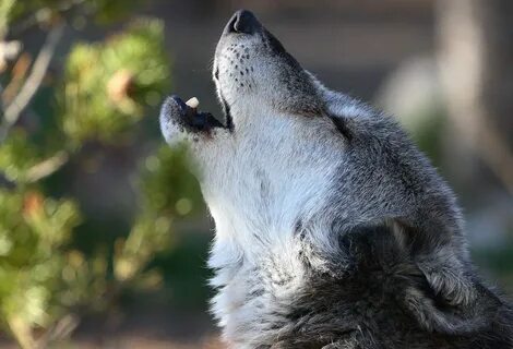 Pics Of Wolves Howling posted by Christopher Anderson