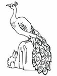 Free Peacock Coloring Pages For Adults. Peacock is a bird of