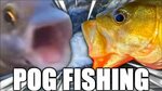 POG FISHING - YouTube