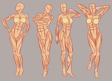 Muscle Drawing Reference and Sketches for Artists