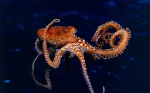 Free download Octopus Wallpapers Download 1600x1200 for your