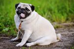 Мопс: порода собак, фото, описание, отзывы владельцев