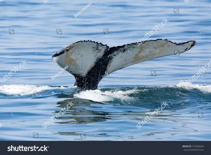 Whale Tail Boston Stockfoto 775390465 Shutterstock