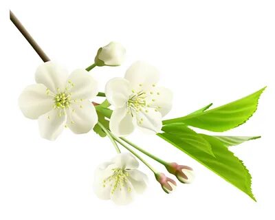 Spring Branch with White Tree Flowers PNG Clipart Gallery Yo