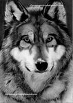 wolf charcoal drawing - Google Search Charcoal drawing, Cool