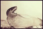 Drawing Seal Drawing - WIP by trevorp OurArtCorner